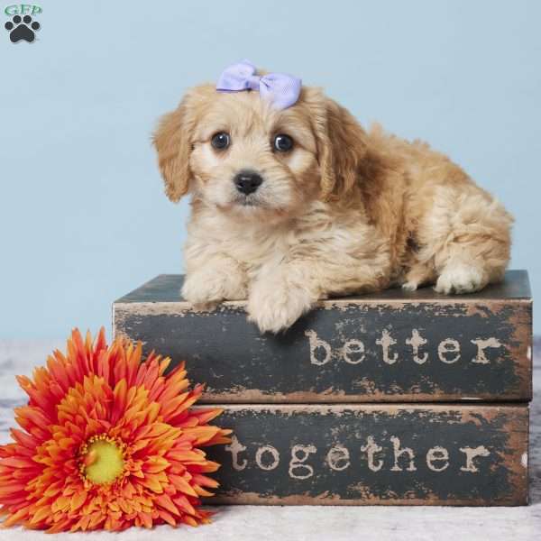 Gabby, Cavachon Puppy
